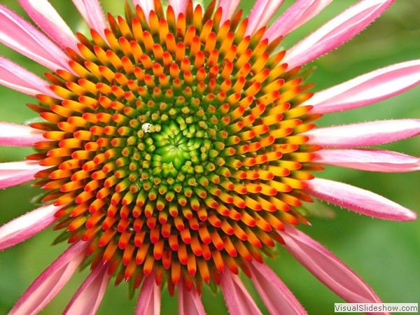 Echinachia- Cone flower