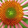 Echinachia- Cone flower