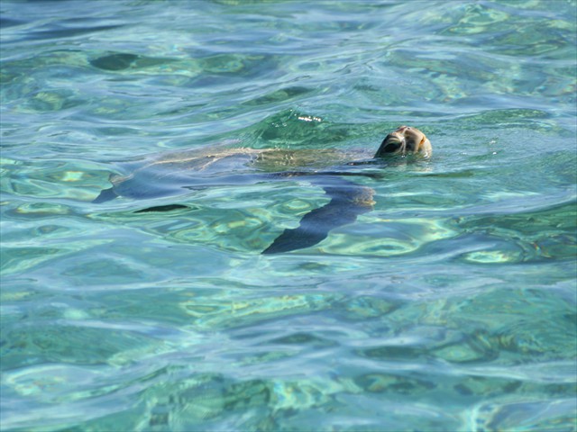 Sea Turtle - Coral Bay