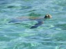 Sea Turtle - Coral Bay